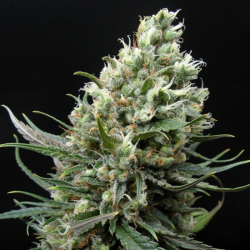 Ripper Haze - Ripper Seeds