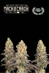 Humboldt x Seedstockers Mack & Crack Reg. - Seedstockers