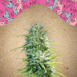 Sexbud - Female Seeds