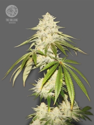 Joris Pound Cake - The Bulldog Seeds