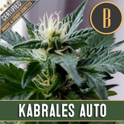 Kabrales Automatic - BlimBurn Seeds