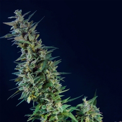 Kama Kush CBD - Kannabia Seeds