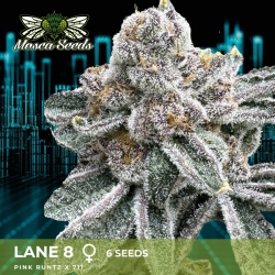 Lane 8 - Mosca Seeds