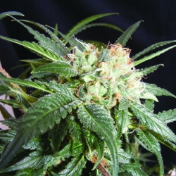 Malibu - The Kush Brothers Seeds