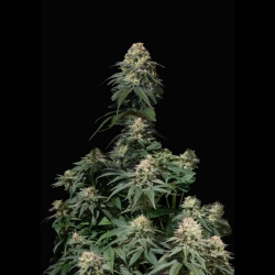 Tropicana Cookies FF - FastBuds Seeds