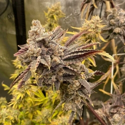 Marathon OG F4 Auto - Night Owl Seeds