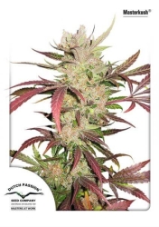 Masterkush - Dutch Passion