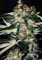 Medicine Man Reg. - Mr. Nice seeds