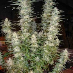 White Widow - Phoenix Seeds