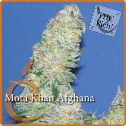 Mota Khan Afghana - éLite Seeds