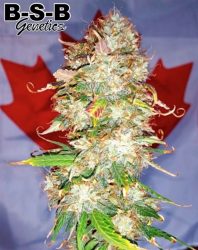 Northern Big Bud Auto - BSB Genetics