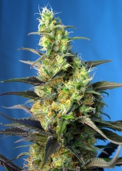 Ice Cool CBD - Sweet Seeds