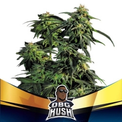 OBG Kush Faster - BSF Seeds