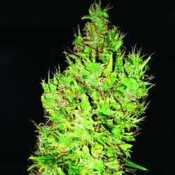 OG Critical - Emerald Triangle Seeds