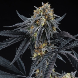 Peach Sherbert OG - Perfect Tree Seeds