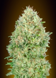 Pineapple Glue - Advanced Seeds