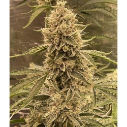 Pre 98 Episode 1 F4 Auto - Night Owl Seeds