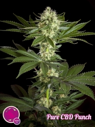 Pure CBD Punch - Philosopher Seeds