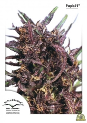 Purple #1 Reg. - Dutch Passion