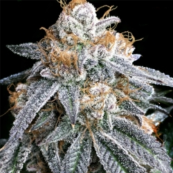 Purple Punch S1 - ELEV8 Seeds