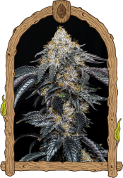 Quicklato Sherbet - Exotic Seeds