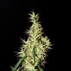 Rasol Village Reg. - Khalifa Genetics