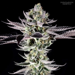 Re-Locoz - Phenomenom Genetics