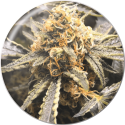 Recovery CBD - Medical Seeds