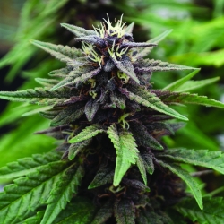 Royal Purple Kush CBD reg. - Emerald Triangle Seeds