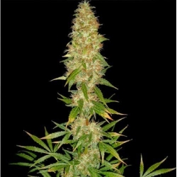 Royal Thai Reg. - Spliff Seeds