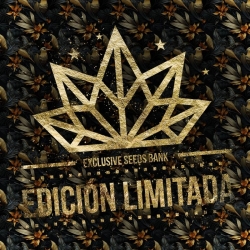 Runz x Sherbelato - Exclusive Seeds; Limitierte Edituon