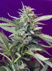 S.A.D. Sweet Afgani Delicious Auto - Sweet Seeds