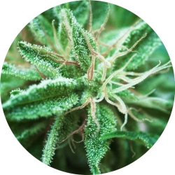 Sativa Samadhi Reg. - Top Tao Seeds