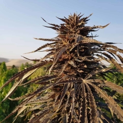 Sholgar Reg. - Afghan Selection