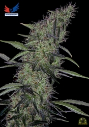 Somango #47 - Positronics Seeds