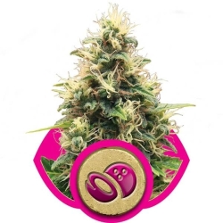 Somango XL - Royal Queen Seeds