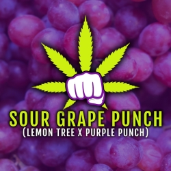 Sour Grape Punch - ELEV8 Seeds; Limited Release