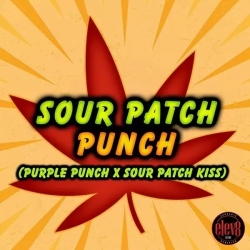 Sour Patch Punch - ELEV8 Seeds