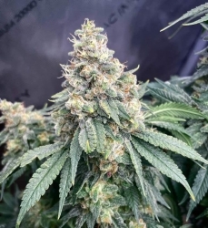 Strawberry Temple Reg. - Bodhi Seeds