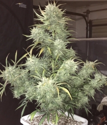 Strong Stuff Auto - Phoenix Seeds