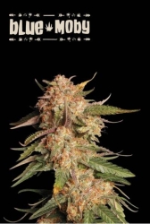 Superior Blue Moby Auto - Seedstockers