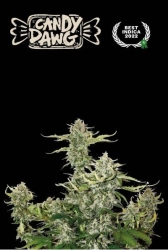 Superior Candy Dawg Auto - SeedStockers