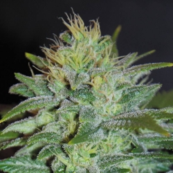 Sweet Black Angel - Samsara Seeds