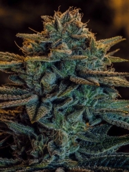 Sweet Zombie - Expert Seeds