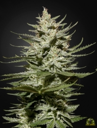 The Church CBD - Green House Seeds