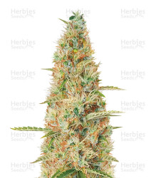 Wedding Glue Auto feminisierte Samen (Seedstockers)