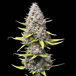 Super Silver Haze Samen Feminisiert - 1 Samen