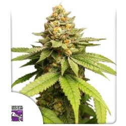 Green Papaya