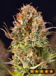 5Star Auto Orange Bud - PowerStrains