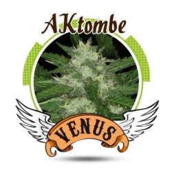 Aktombe - Venus Genetics